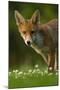 Red Fox (Vulpes Vulpes) Cub in Late Evening Light, Leicestershire, England, UK, July-Danny Green-Mounted Photographic Print