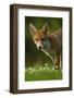 Red Fox (Vulpes Vulpes) Cub in Late Evening Light, Leicestershire, England, UK, July-Danny Green-Framed Photographic Print