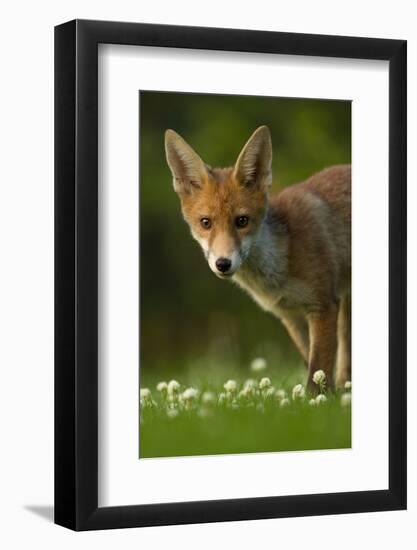 Red Fox (Vulpes Vulpes) Cub in Late Evening Light, Leicestershire, England, UK, July-Danny Green-Framed Photographic Print