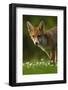 Red Fox (Vulpes Vulpes) Cub in Late Evening Light, Leicestershire, England, UK, July-Danny Green-Framed Photographic Print