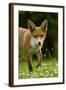 Red Fox (Vulpes Vulpes) Cub In Late Evening Light, Leicestershire, England, UK, July-Danny Green-Framed Photographic Print