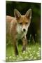 Red Fox (Vulpes Vulpes) Cub In Late Evening Light, Leicestershire, England, UK, July-Danny Green-Mounted Photographic Print