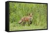 Red Fox (Vulpes Vulpes) Cub, Oostvaardersplassen, Netherlands, June 2009-Hamblin-Framed Stretched Canvas