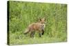 Red Fox (Vulpes Vulpes) Cub, Oostvaardersplassen, Netherlands, June 2009-Hamblin-Stretched Canvas