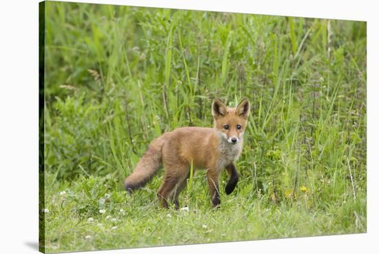 Red Fox (Vulpes Vulpes) Cub, Oostvaardersplassen, Netherlands, June 2009-Hamblin-Stretched Canvas