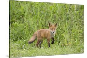 Red Fox (Vulpes Vulpes) Cub, Oostvaardersplassen, Netherlands, June 2009-Hamblin-Stretched Canvas