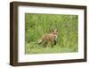 Red Fox (Vulpes Vulpes) Cub, Oostvaardersplassen, Netherlands, June 2009-Hamblin-Framed Photographic Print