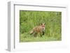 Red Fox (Vulpes Vulpes) Cub, Oostvaardersplassen, Netherlands, June 2009-Hamblin-Framed Photographic Print