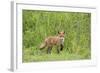 Red Fox (Vulpes Vulpes) Cub, Oostvaardersplassen, Netherlands, June 2009-Hamblin-Framed Photographic Print