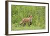 Red Fox (Vulpes Vulpes) Cub, Oostvaardersplassen, Netherlands, June 2009-Hamblin-Framed Photographic Print