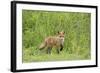 Red Fox (Vulpes Vulpes) Cub, Oostvaardersplassen, Netherlands, June 2009-Hamblin-Framed Photographic Print