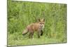 Red Fox (Vulpes Vulpes) Cub, Oostvaardersplassen, Netherlands, June 2009-Hamblin-Mounted Photographic Print