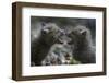 Red fox (Vulpes vulpes) cubs playing, Vosges, France-Fabrice Cahez-Framed Photographic Print