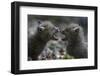 Red fox (Vulpes vulpes) cubs playing, Vosges, France-Fabrice Cahez-Framed Photographic Print