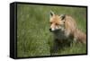 Red Fox (Vulpes Vulpes), Devon, England, United Kingdom-Janette Hill-Framed Stretched Canvas