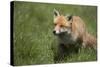 Red Fox (Vulpes Vulpes), Devon, England, United Kingdom-Janette Hill-Stretched Canvas