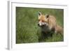 Red Fox (Vulpes Vulpes), Devon, England, United Kingdom-Janette Hill-Framed Photographic Print