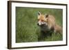 Red Fox (Vulpes Vulpes), Devon, England, United Kingdom-Janette Hill-Framed Photographic Print