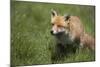 Red Fox (Vulpes Vulpes), Devon, England, United Kingdom-Janette Hill-Mounted Photographic Print