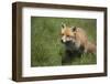 Red Fox (Vulpes Vulpes), Devon, England, United Kingdom-Janette Hill-Framed Photographic Print