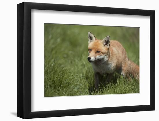 Red Fox (Vulpes Vulpes), Devon, England, United Kingdom-Janette Hill-Framed Photographic Print