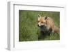 Red Fox (Vulpes Vulpes), Devon, England, United Kingdom-Janette Hill-Framed Photographic Print