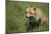 Red Fox (Vulpes Vulpes), Devon, England, United Kingdom-Janette Hill-Mounted Photographic Print