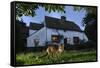 Red Fox (Vulpes Vulpes) Eating Pet Food Left Out For It In Suburban Garden At Twilight, Kent, UK-Terry Whittaker-Framed Stretched Canvas