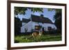 Red Fox (Vulpes Vulpes) Eating Pet Food Left Out For It In Suburban Garden At Twilight, Kent, UK-Terry Whittaker-Framed Photographic Print