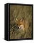 Red Fox, Vulpes Vulpes, Fischland, Mecklenburg-Vorpommern, Germany-Thorsten Milse-Framed Stretched Canvas