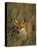 Red Fox, Vulpes Vulpes, Fischland, Mecklenburg-Vorpommern, Germany-Thorsten Milse-Stretched Canvas