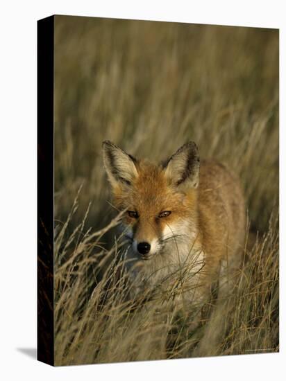 Red Fox, Vulpes Vulpes, Fischland, Mecklenburg-Vorpommern, Germany-Thorsten Milse-Stretched Canvas