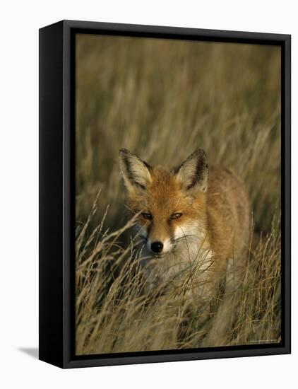 Red Fox, Vulpes Vulpes, Fischland, Mecklenburg-Vorpommern, Germany-Thorsten Milse-Framed Stretched Canvas