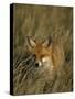 Red Fox, Vulpes Vulpes, Fischland, Mecklenburg-Vorpommern, Germany-Thorsten Milse-Stretched Canvas