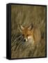 Red Fox, Vulpes Vulpes, Fischland, Mecklenburg-Vorpommern, Germany-Thorsten Milse-Framed Stretched Canvas