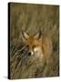 Red Fox, Vulpes Vulpes, Fischland, Mecklenburg-Vorpommern, Germany-Thorsten Milse-Stretched Canvas