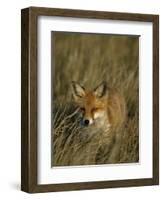 Red Fox, Vulpes Vulpes, Fischland, Mecklenburg-Vorpommern, Germany-Thorsten Milse-Framed Photographic Print