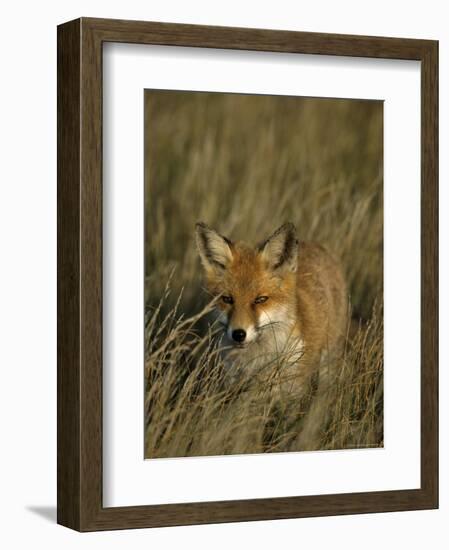 Red Fox, Vulpes Vulpes, Fischland, Mecklenburg-Vorpommern, Germany-Thorsten Milse-Framed Photographic Print