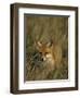 Red Fox, Vulpes Vulpes, Fischland, Mecklenburg-Vorpommern, Germany-Thorsten Milse-Framed Photographic Print