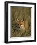 Red Fox, Vulpes Vulpes, Fischland, Mecklenburg-Vorpommern, Germany-Thorsten Milse-Framed Photographic Print