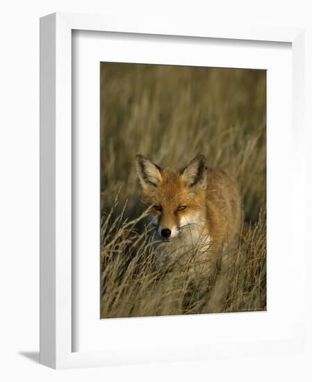 Red Fox, Vulpes Vulpes, Fischland, Mecklenburg-Vorpommern, Germany-Thorsten Milse-Framed Photographic Print