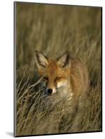 Red Fox, Vulpes Vulpes, Fischland, Mecklenburg-Vorpommern, Germany-Thorsten Milse-Mounted Photographic Print