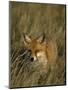 Red Fox, Vulpes Vulpes, Fischland, Mecklenburg-Vorpommern, Germany-Thorsten Milse-Mounted Photographic Print