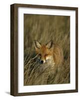 Red Fox, Vulpes Vulpes, Fischland, Mecklenburg-Vorpommern, Germany-Thorsten Milse-Framed Photographic Print