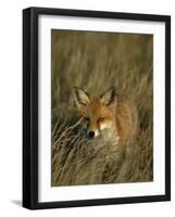 Red Fox, Vulpes Vulpes, Fischland, Mecklenburg-Vorpommern, Germany-Thorsten Milse-Framed Photographic Print