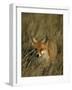 Red Fox, Vulpes Vulpes, Fischland, Mecklenburg-Vorpommern, Germany-Thorsten Milse-Framed Photographic Print