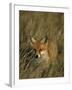 Red Fox, Vulpes Vulpes, Fischland, Mecklenburg-Vorpommern, Germany-Thorsten Milse-Framed Photographic Print