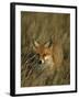 Red Fox, Vulpes Vulpes, Fischland, Mecklenburg-Vorpommern, Germany-Thorsten Milse-Framed Photographic Print