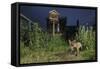 Red Fox (Vulpes Vulpes) Foraging for Scraps in Town House Garden Managed for Widlife-Terry Whittaker-Framed Stretched Canvas