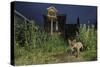 Red Fox (Vulpes Vulpes) Foraging for Scraps in Town House Garden Managed for Widlife-Terry Whittaker-Stretched Canvas